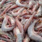 Shrimp Production
