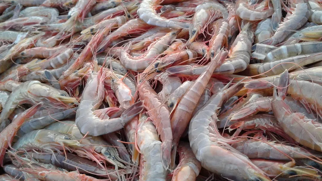 Shrimp Production